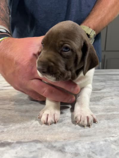 Stormy, a male German Shorthaired Pointer for sale in Seneca, KS – 10 of 10