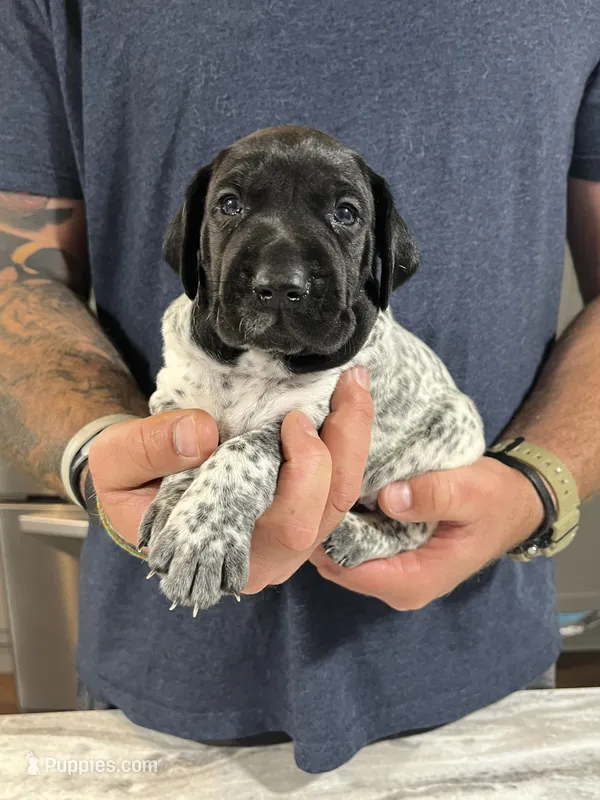 River – German Shorthaired Pointer puppy for sale in Seneca, KS