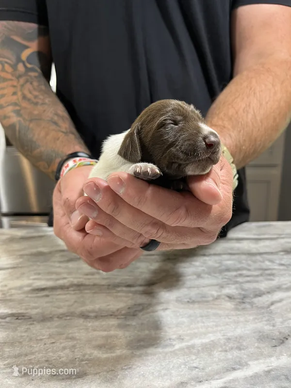 Jade – German Shorthaired Pointer puppy for sale in Seneca, KS