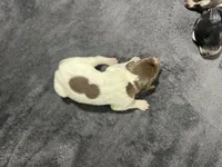 Blaze, a male German Shorthaired Pointer for sale in Seneca, KS – 2 of 4