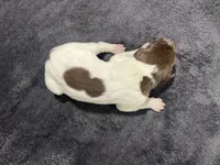 Blaze, a male German Shorthaired Pointer for sale in Seneca, KS – 4 of 4