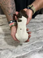 Jade, a female German Shorthaired Pointer for sale in Seneca, KS – 2 of 7