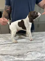  Braveheart, a male German Shorthaired Pointer for sale in Seneca, KS – 6 of 10