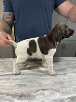 Sunny, a male German Shorthaired Pointer for sale in Seneca, KS – 6 of 10