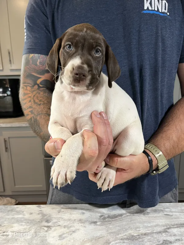  Braveheart – German Shorthaired Pointer puppy for sale in Seneca, KS