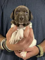 Sunny, a male German Shorthaired Pointer for sale in Seneca, KS – 7 of 10
