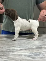 Trip, a male German Shorthaired Pointer for sale in Seneca, KS – 5 of 10