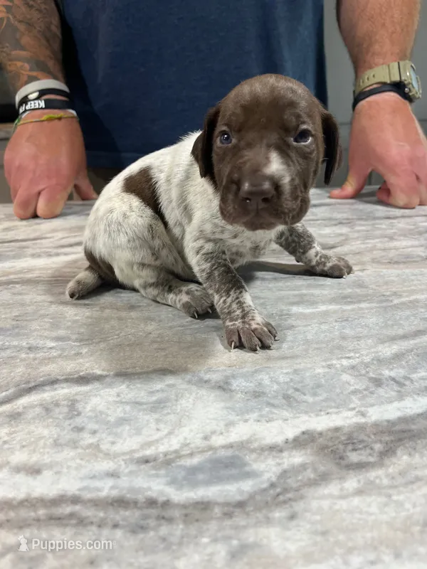 Sprout – German Shorthaired Pointer puppy for sale in Seneca, KS