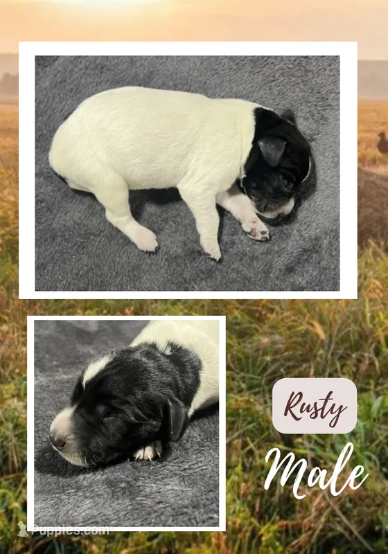 Rusty – German Shorthaired Pointer puppy for sale in Seneca, KS