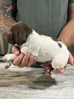Trip, a male German Shorthaired Pointer for sale in Seneca, KS – 10 of 10