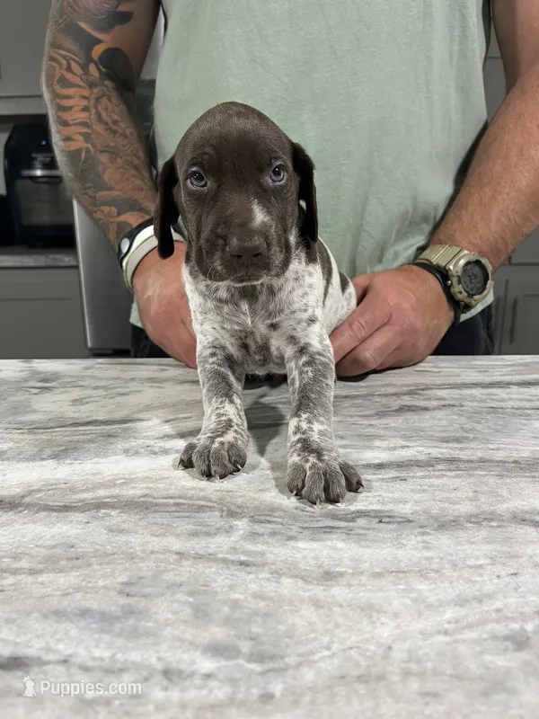 Sprout – German Shorthaired Pointer puppy for sale in Seneca, KS
