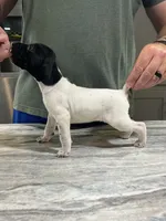 Gus, a male German Shorthaired Pointer for sale in Seneca, KS – 8 of 8
