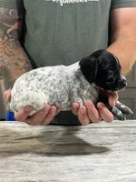 Rusty, a male German Shorthaired Pointer for sale in Seneca, KS – 3 of 8