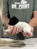Gus, a male German Shorthaired Pointer for sale in Seneca, KS – 7 of 8