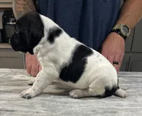 Forrest, a male German Shorthaired Pointer for sale in Seneca, KS – 8 of 10