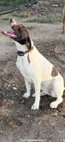 Jojo, a female German Shorthaired Pointer for sale in Seneca, KS – 9 of 9