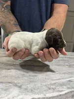 Jade, a female German Shorthaired Pointer for sale in Seneca, KS – 4 of 7