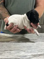 Gus, a male German Shorthaired Pointer for sale in Seneca, KS – 6 of 8