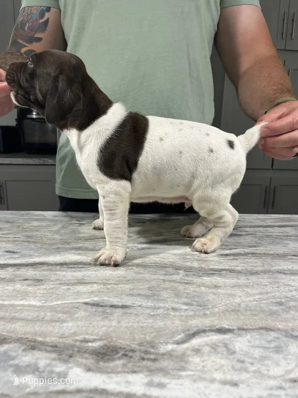 Sunny – German Shorthaired Pointer puppy for sale in Seneca, KS