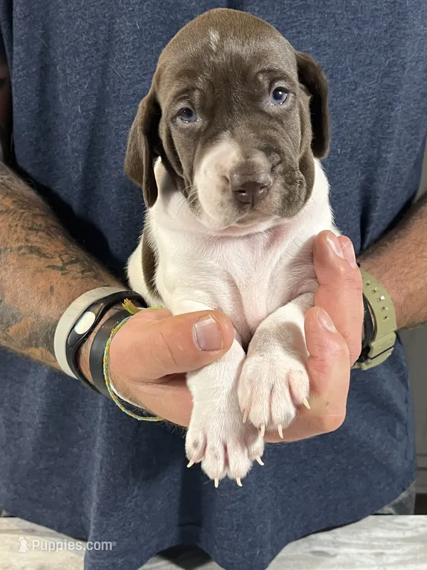  Braveheart – German Shorthaired Pointer puppy for sale in Seneca, KS