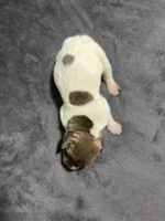 Auggie, a male German Shorthaired Pointer for sale in Seneca, KS – 2 of 4