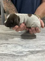 Leo, a male German Shorthaired Pointer for sale in Seneca, KS – 3 of 8