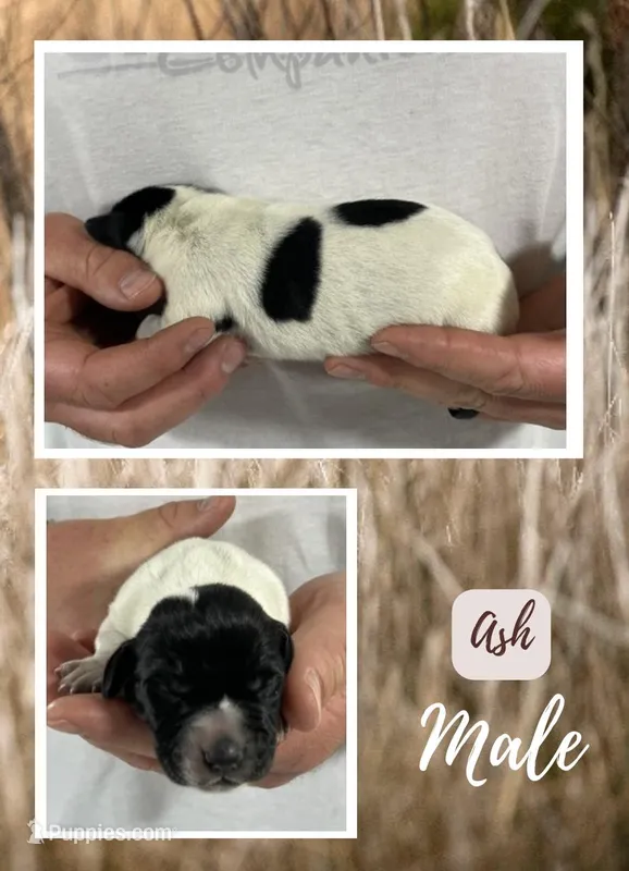 Ash – German Shorthaired Pointer puppy for sale in Seneca, KS