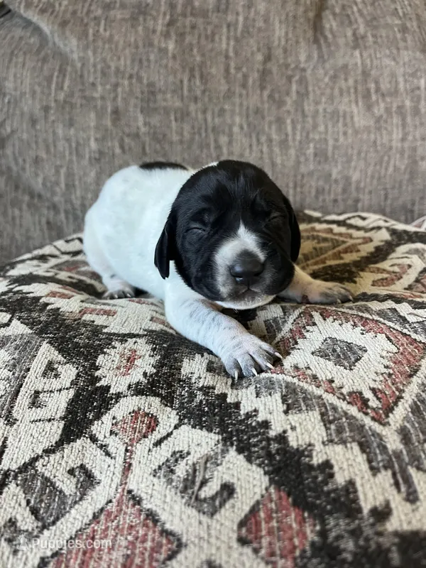 Ash – German Shorthaired Pointer puppy for sale in Seneca, KS