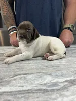 Stormy, a male German Shorthaired Pointer for sale in Seneca, KS – 8 of 10