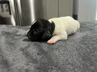 Gus, a male German Shorthaired Pointer for sale in Seneca, KS – 3 of 4