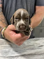 Leo, a male German Shorthaired Pointer for sale in Seneca, KS – 5 of 8