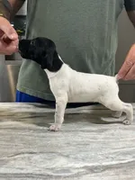 Gus, a male German Shorthaired Pointer for sale in Seneca, KS – 1 of 8