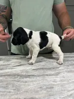 Forrest, a male German Shorthaired Pointer for sale in Seneca, KS – 4 of 10