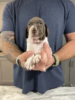  Braveheart, a male German Shorthaired Pointer for sale in Seneca, KS – 9 of 10