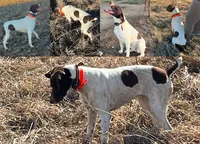 Jojo, a female German Shorthaired Pointer for sale in Seneca, KS – 4 of 9