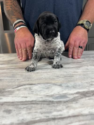 River, a male German Shorthaired Pointer for sale in Seneca, KS – 9 of 9