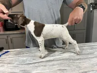 Braveheart, a male German Shorthaired Pointer for sale in Seneca, KS – 2 of 8