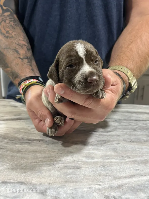 Leo – German Shorthaired Pointer puppy for sale in Seneca, KS