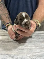 Leo, a male German Shorthaired Pointer for sale in Seneca, KS – 1 of 8