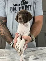 Braveheart, a male German Shorthaired Pointer for sale in Seneca, KS – 3 of 8
