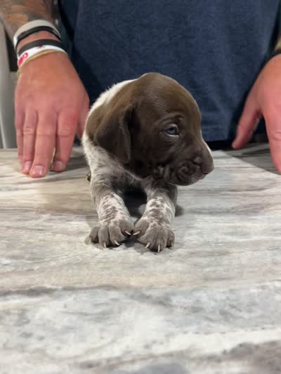 Sprout, a male German Shorthaired Pointer for sale in Seneca, KS – 9 of 9