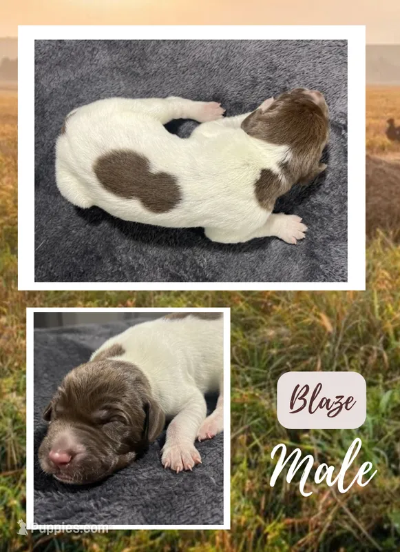 Blaze – German Shorthaired Pointer puppy for sale in Seneca, KS