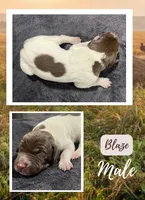 Blaze, a male German Shorthaired Pointer for sale in Seneca, KS – 1 of 4