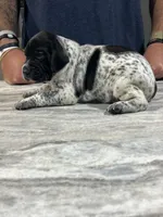 Ash, a male German Shorthaired Pointer for sale in Seneca, KS – 7 of 8