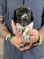 Ash, a male German Shorthaired Pointer for sale in Seneca, KS – 5 of 8