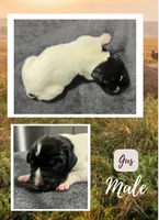 Gus, a male German Shorthaired Pointer for sale in Seneca, KS – 1 of 4