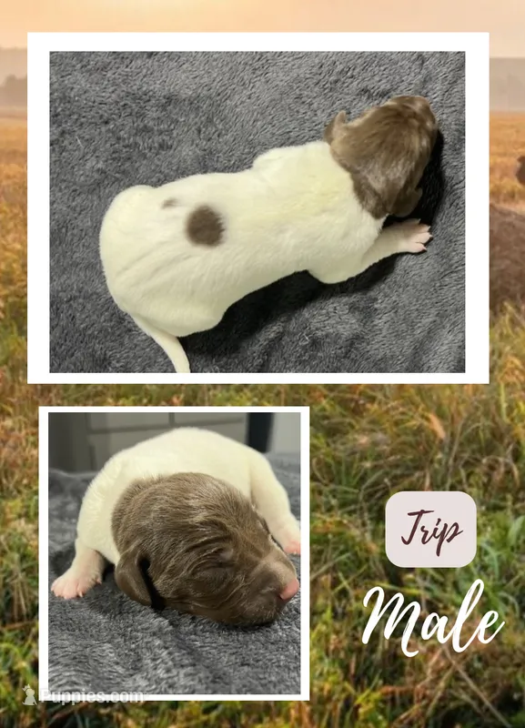 Trip – German Shorthaired Pointer puppy for sale in Seneca, KS