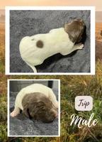 Trip, a male German Shorthaired Pointer for sale in Seneca, KS – 1 of 5