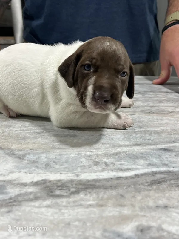 Stormy – German Shorthaired Pointer puppy for sale in Seneca, KS