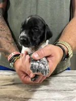 Rusty, a male German Shorthaired Pointer for sale in Seneca, KS – 2 of 8